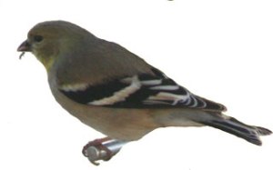 Goldfinch at the feeder