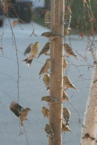 Finches at the Feeder